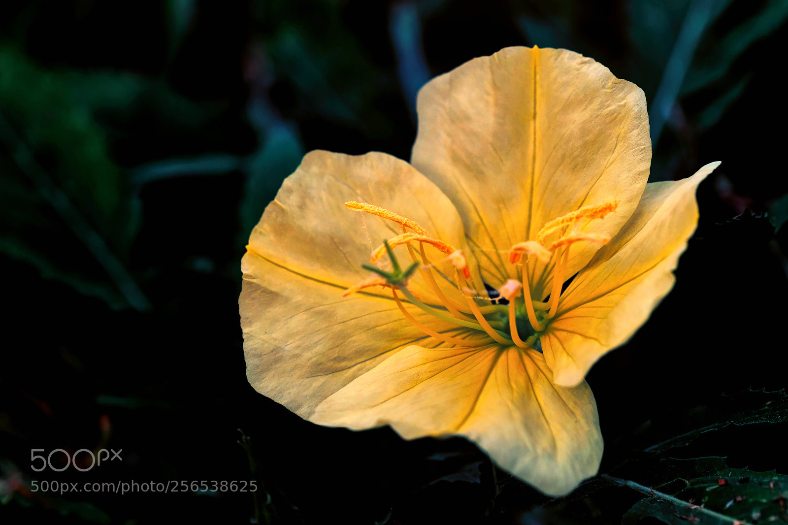 Fujifilm X-E3 sample photo. Spring flower photography