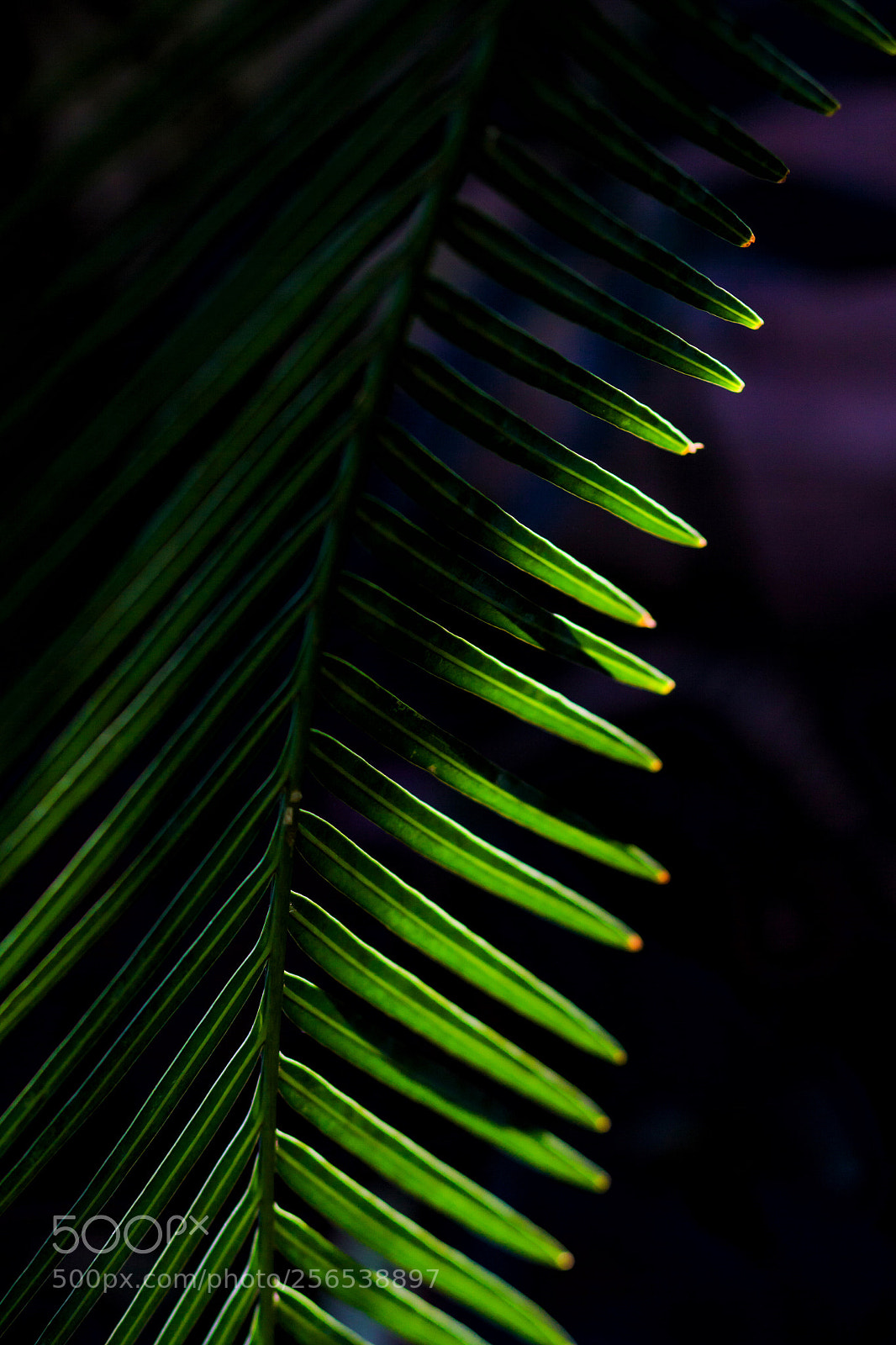Canon EOS 50D sample photo. Shadow photography