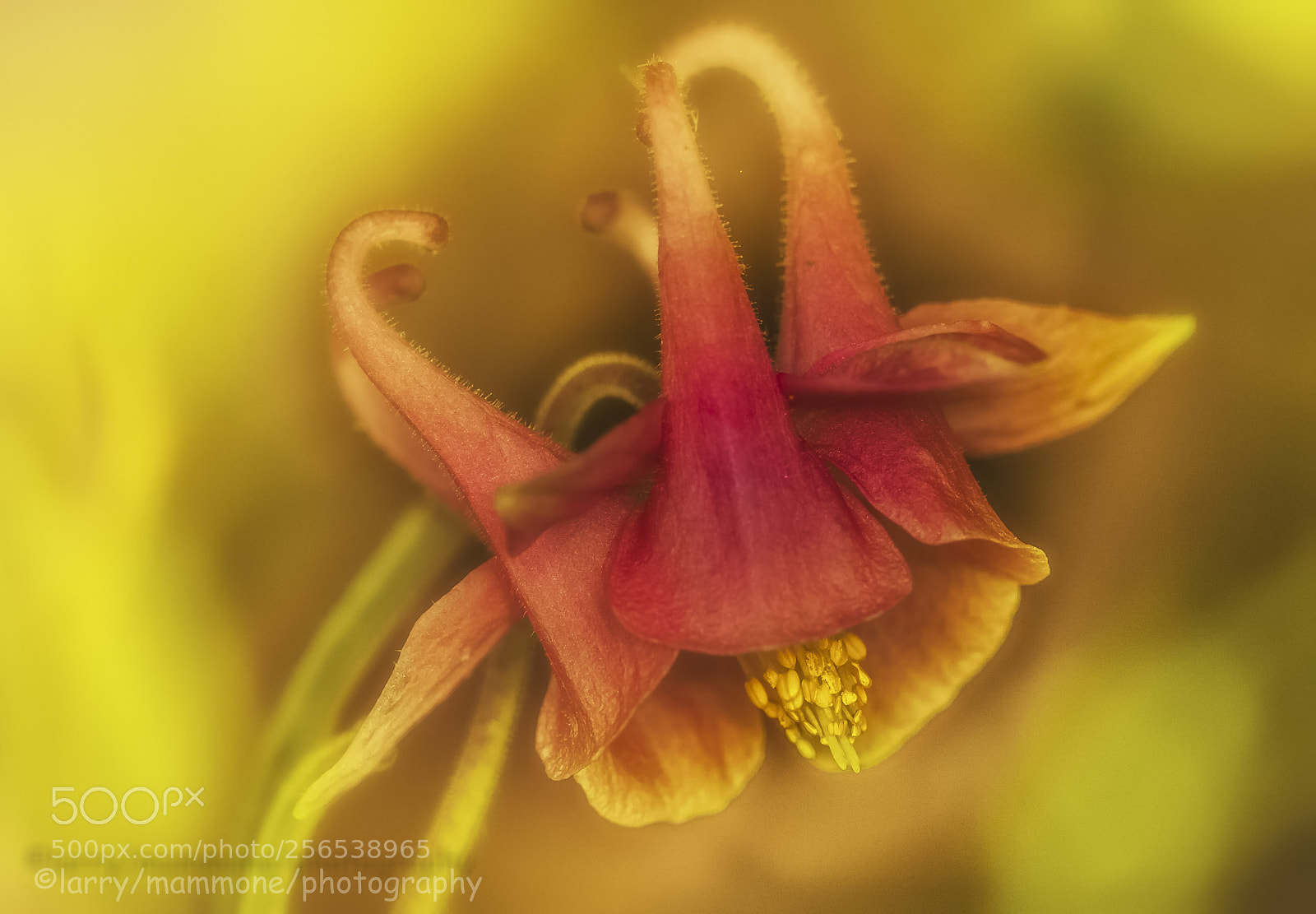 Canon EOS 40D sample photo. Delicate columbine photography