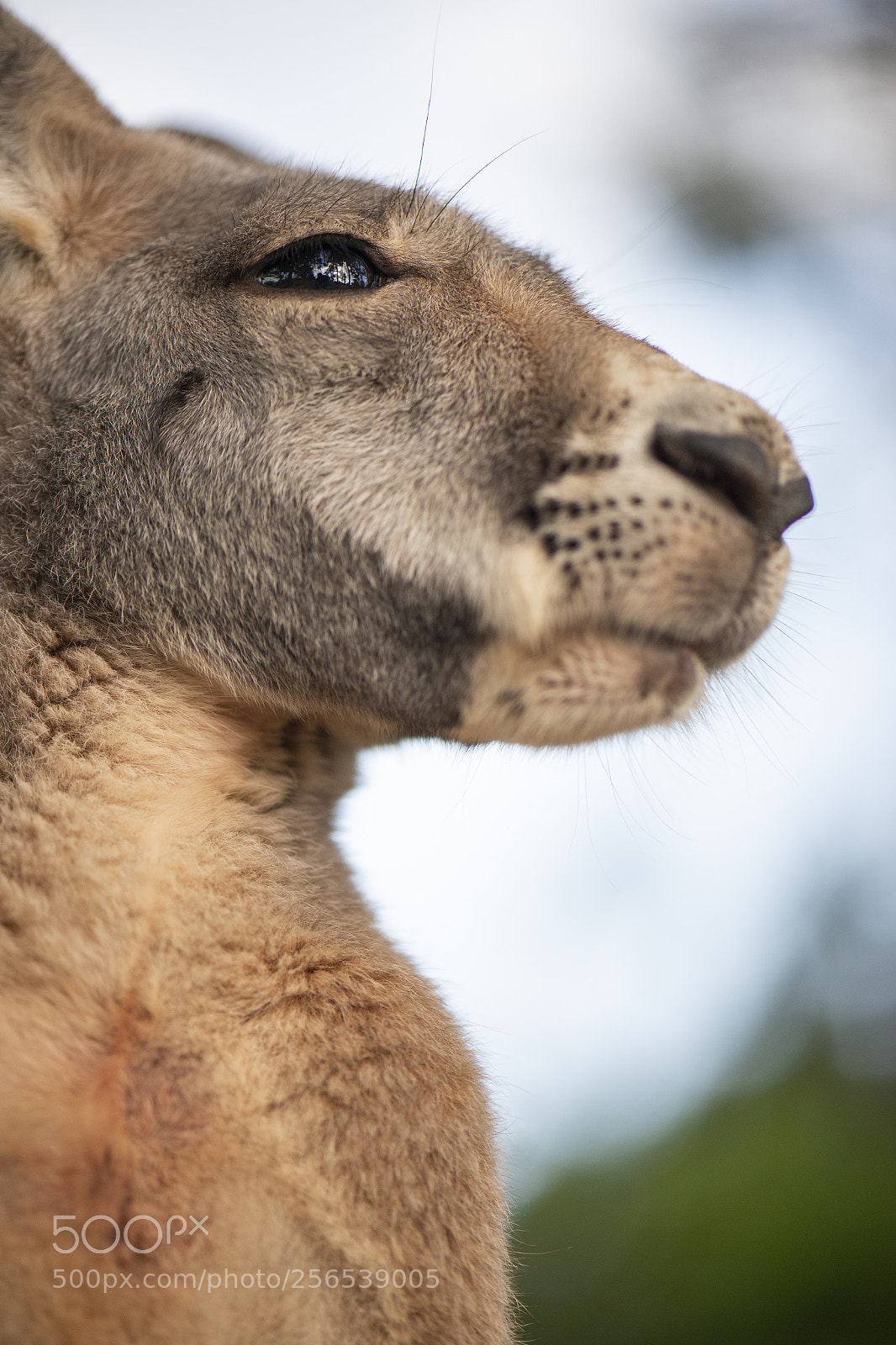Nikon D800 sample photo. Kangaroo outside during the photography