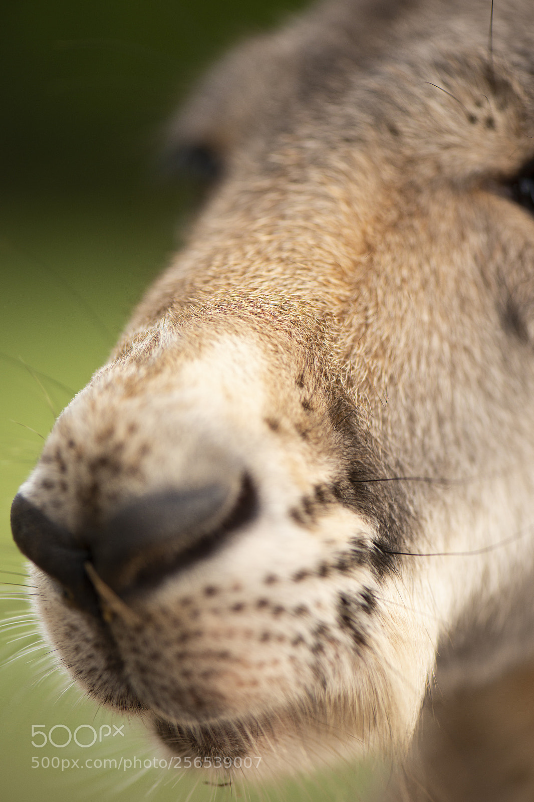 Nikon D800 sample photo. Kangaroo outside during the photography