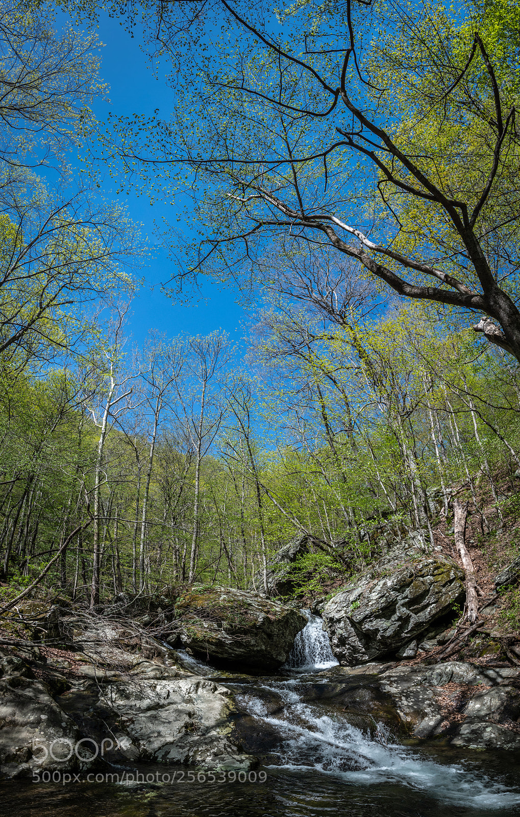 Nikon D850 sample photo. Cedar run shenandoah national photography