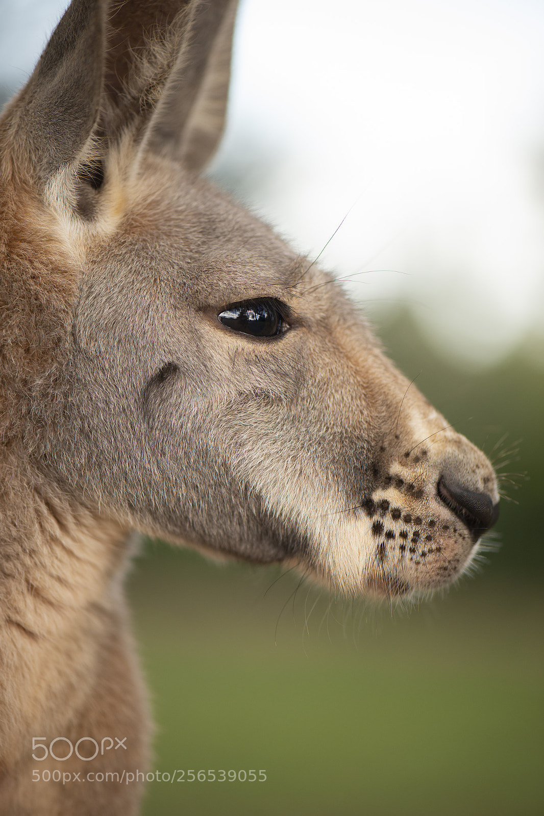 Nikon D800 sample photo. Kangaroo outside during the photography