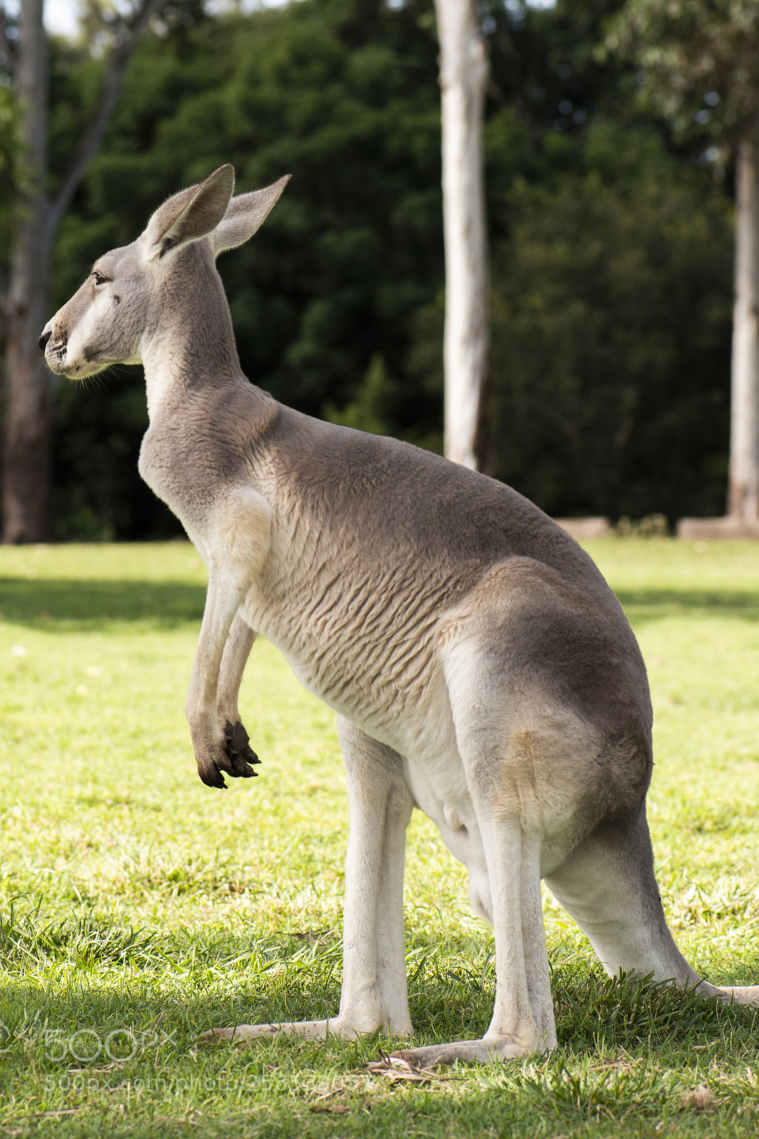 Nikon D800 sample photo. Kangaroo outside during the photography
