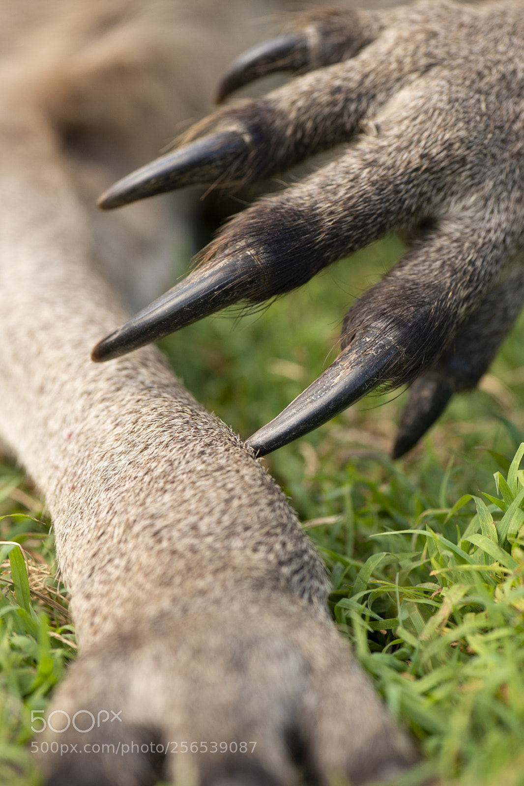 Nikon D800 sample photo. Kangaroo outside during the photography