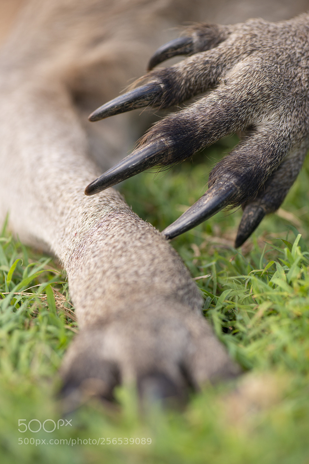 Nikon D800 sample photo. Kangaroo outside during the photography