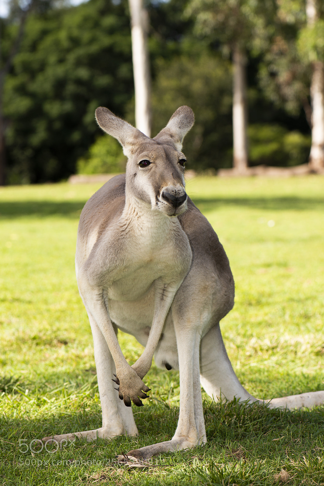 Nikon D800 sample photo. Kangaroo outside during the photography