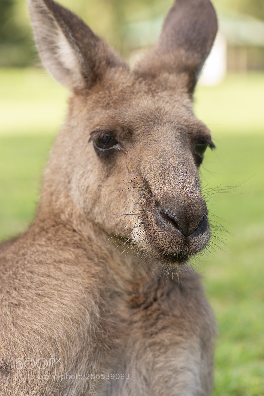 Nikon D800 sample photo. Kangaroo outside during the photography