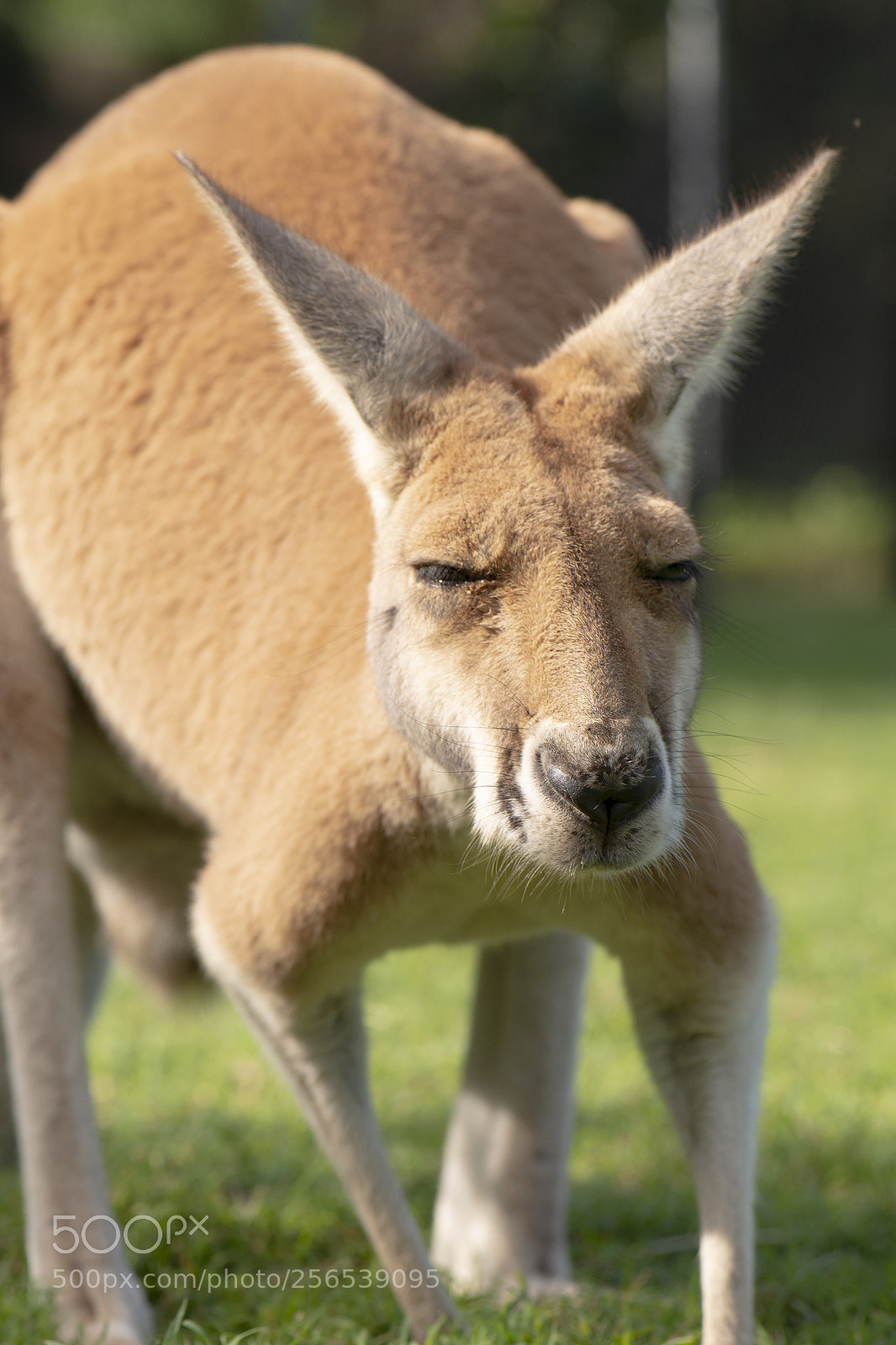 Nikon D800 sample photo. Kangaroo outside during the photography