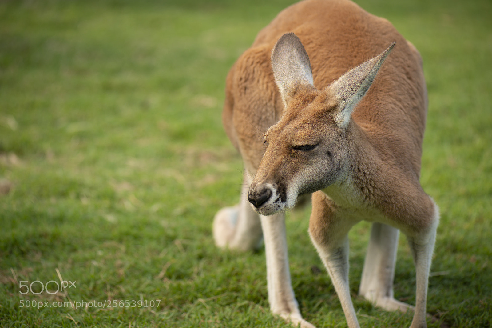 Nikon D800 sample photo. Kangaroo outside during the photography