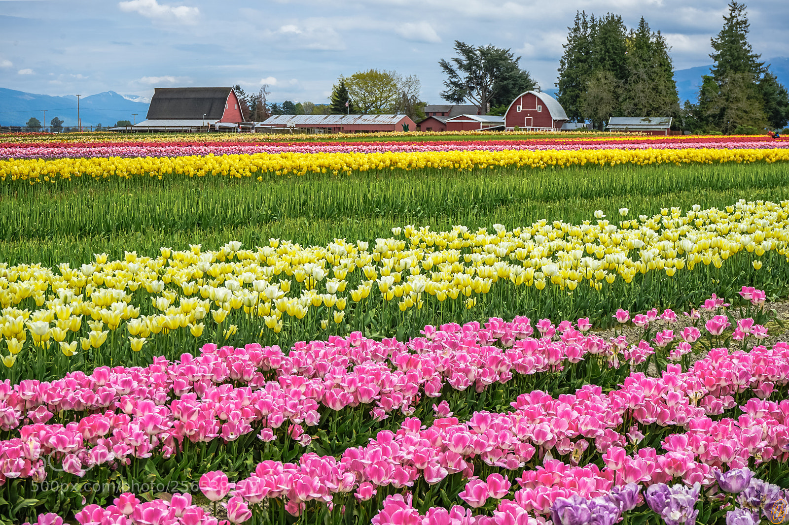 Sony a7 II sample photo. Tulips in skagit valley photography