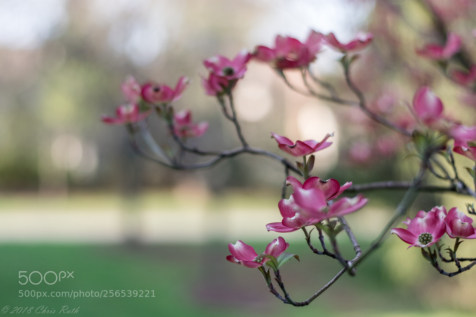 Nikon D5300 sample photo. Dogwood in bloom photography