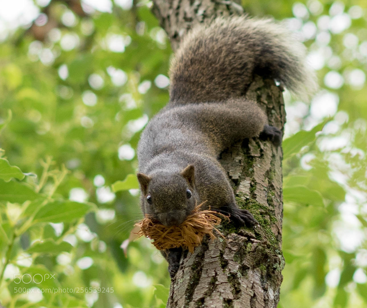 Sony a7 II sample photo. Squirrel photography