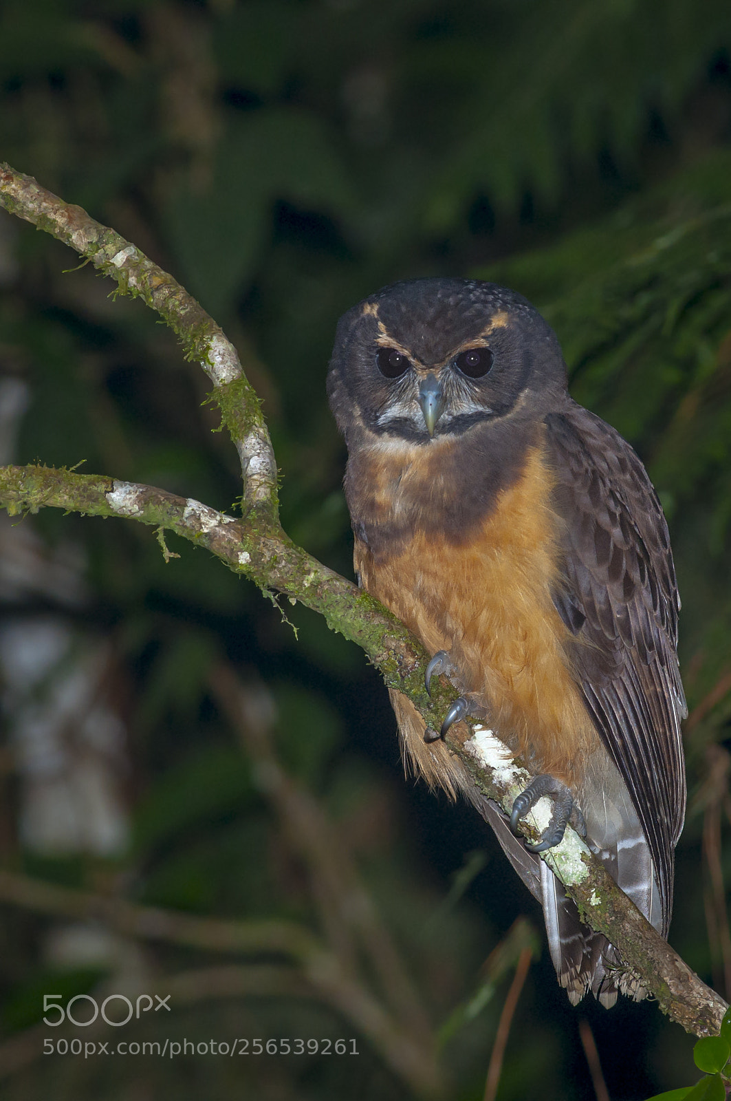 Nikon D5000 sample photo. Tawny-browed owl photography