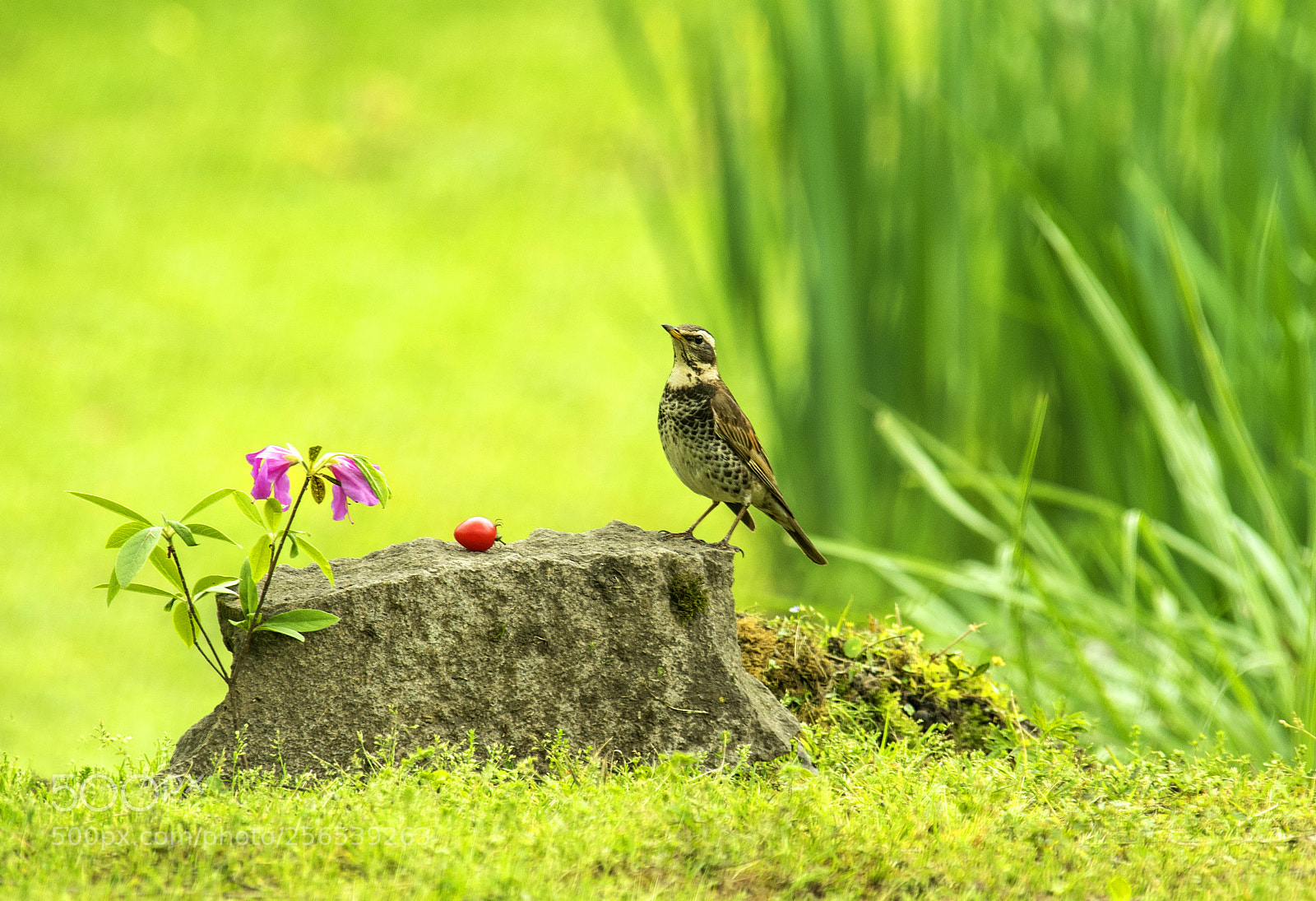 Nikon D750 sample photo. Photohunting for birds photography