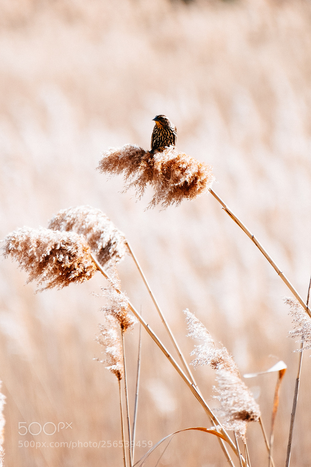Fujifilm X-T2 sample photo. Sparrow photography