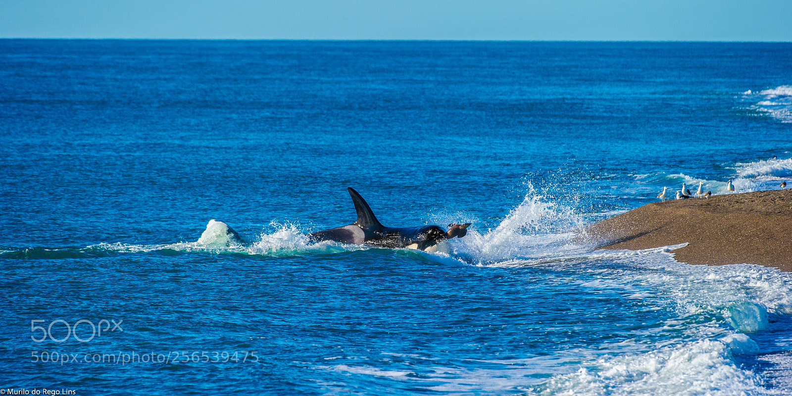 Nikon D3S sample photo. Orca hunting sea lion photography