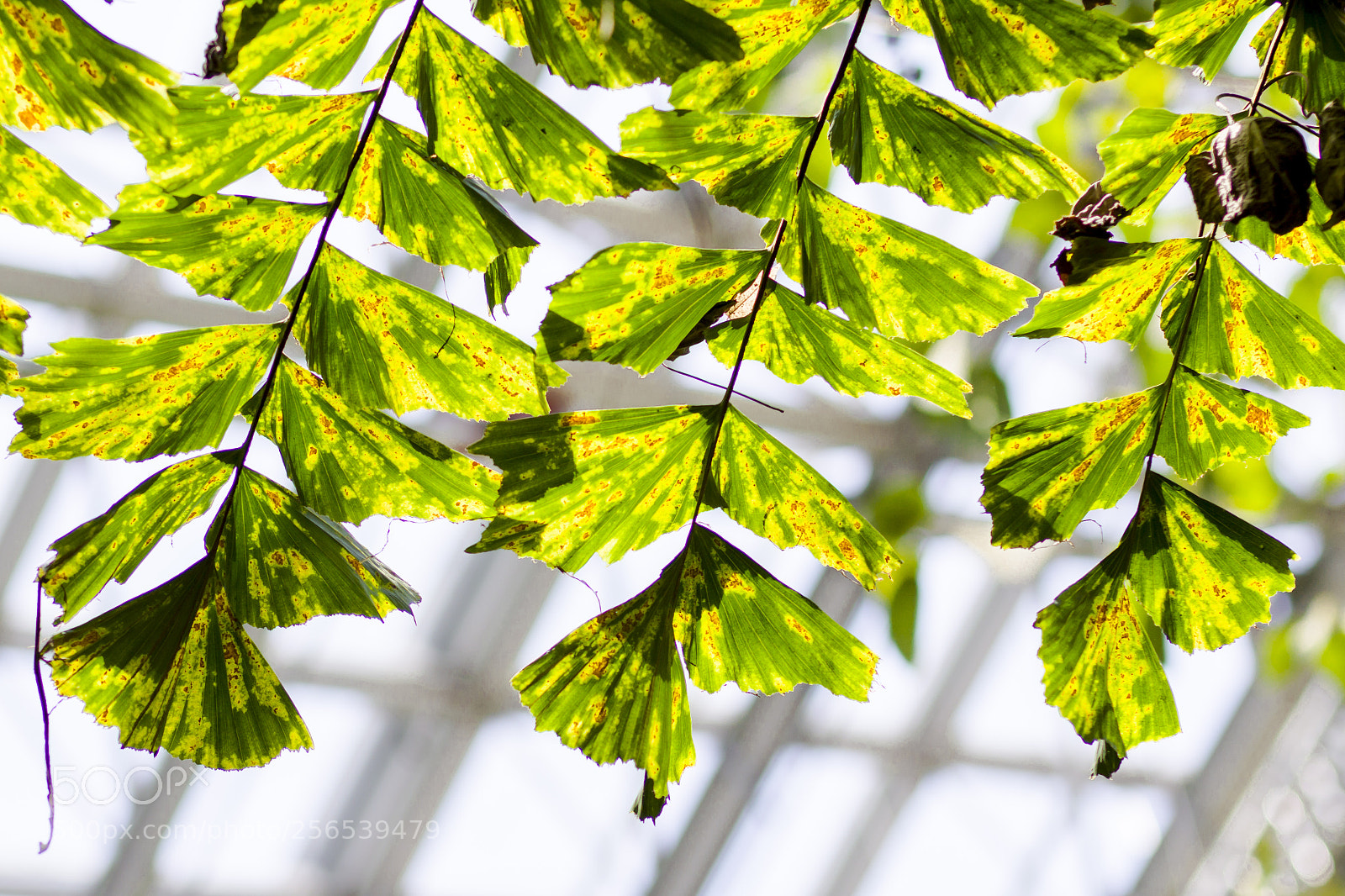Canon EOS 50D sample photo. Shadow photography