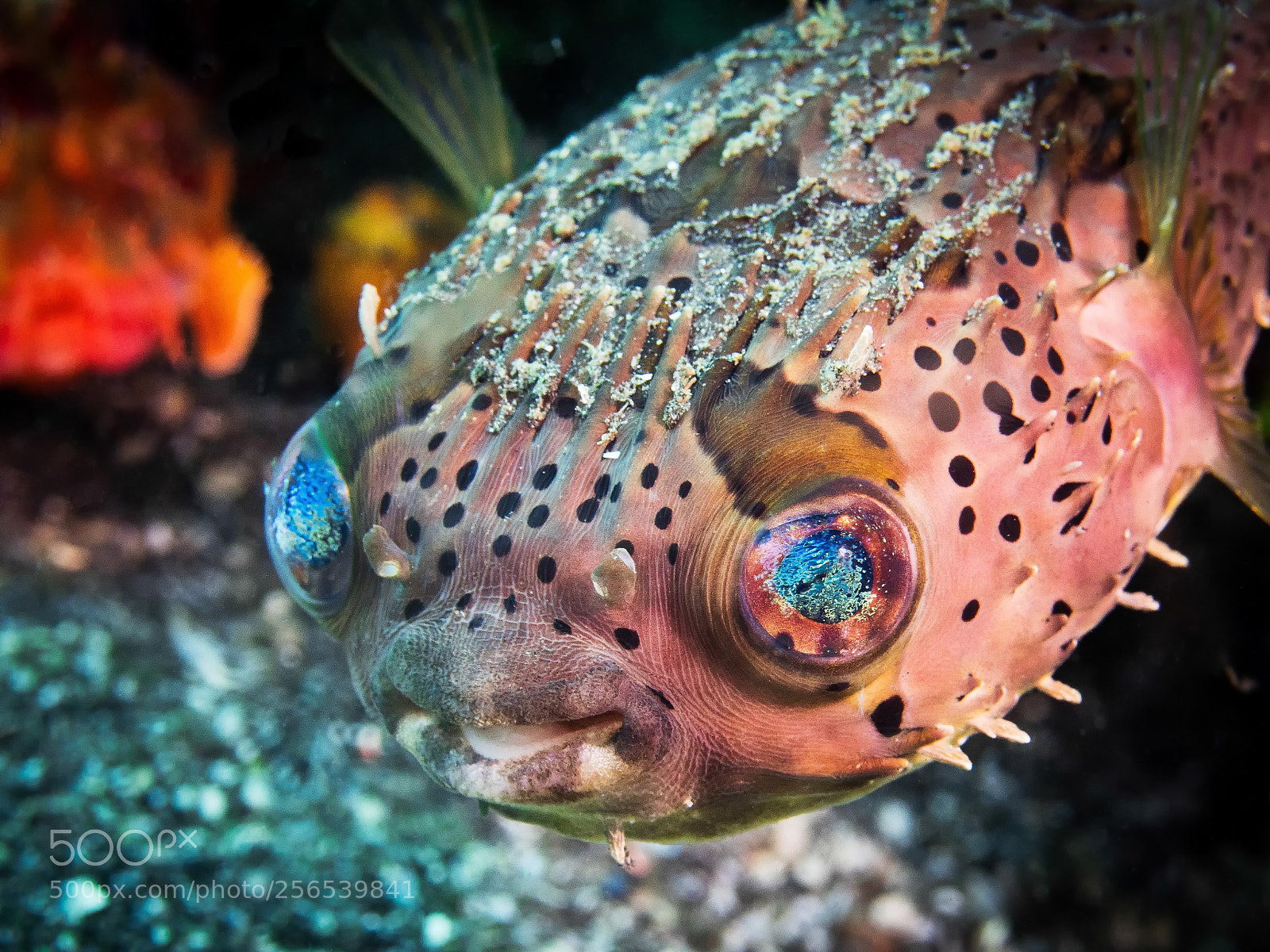 Olympus OM-D E-M1 sample photo. Blowfish photography
