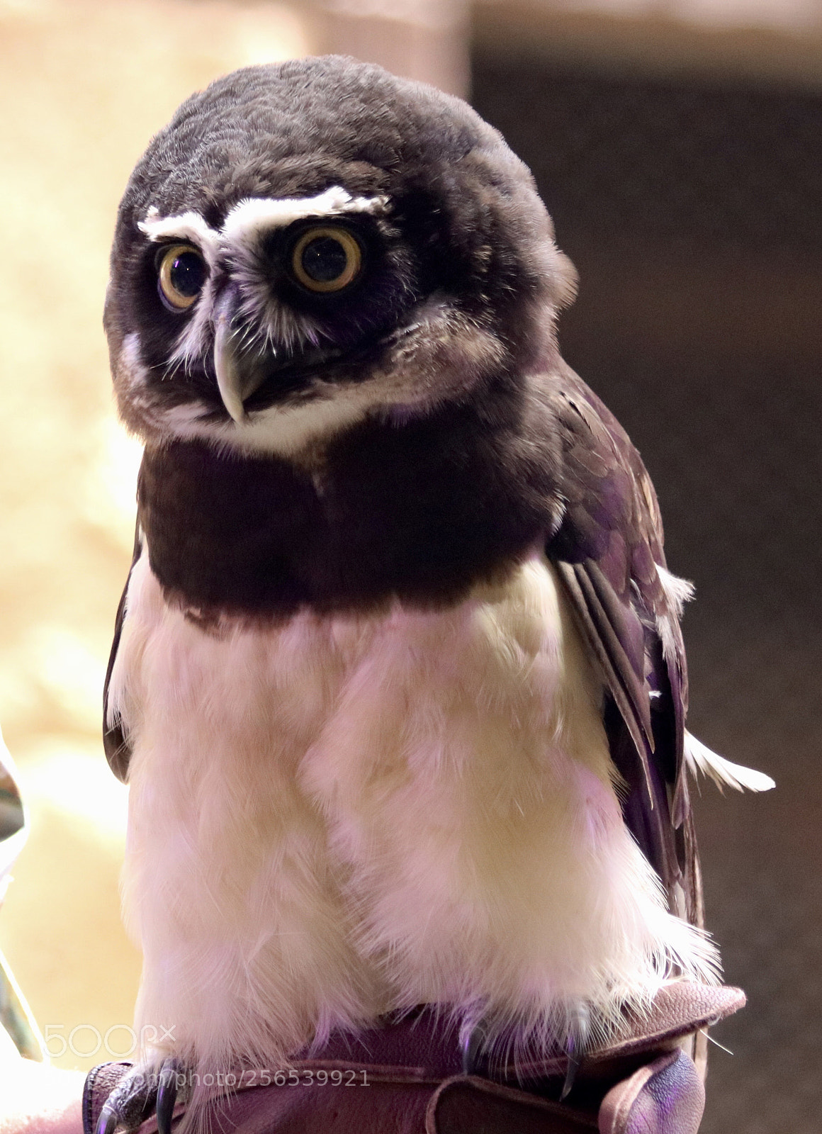 Canon EOS 80D sample photo. Owl photography