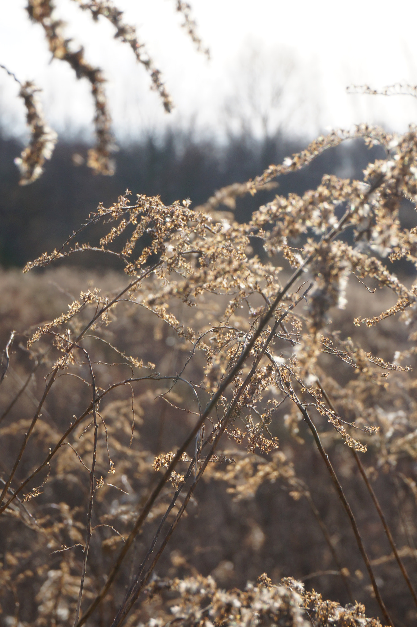 Sony Alpha NEX-3N sample photo. December fields photography