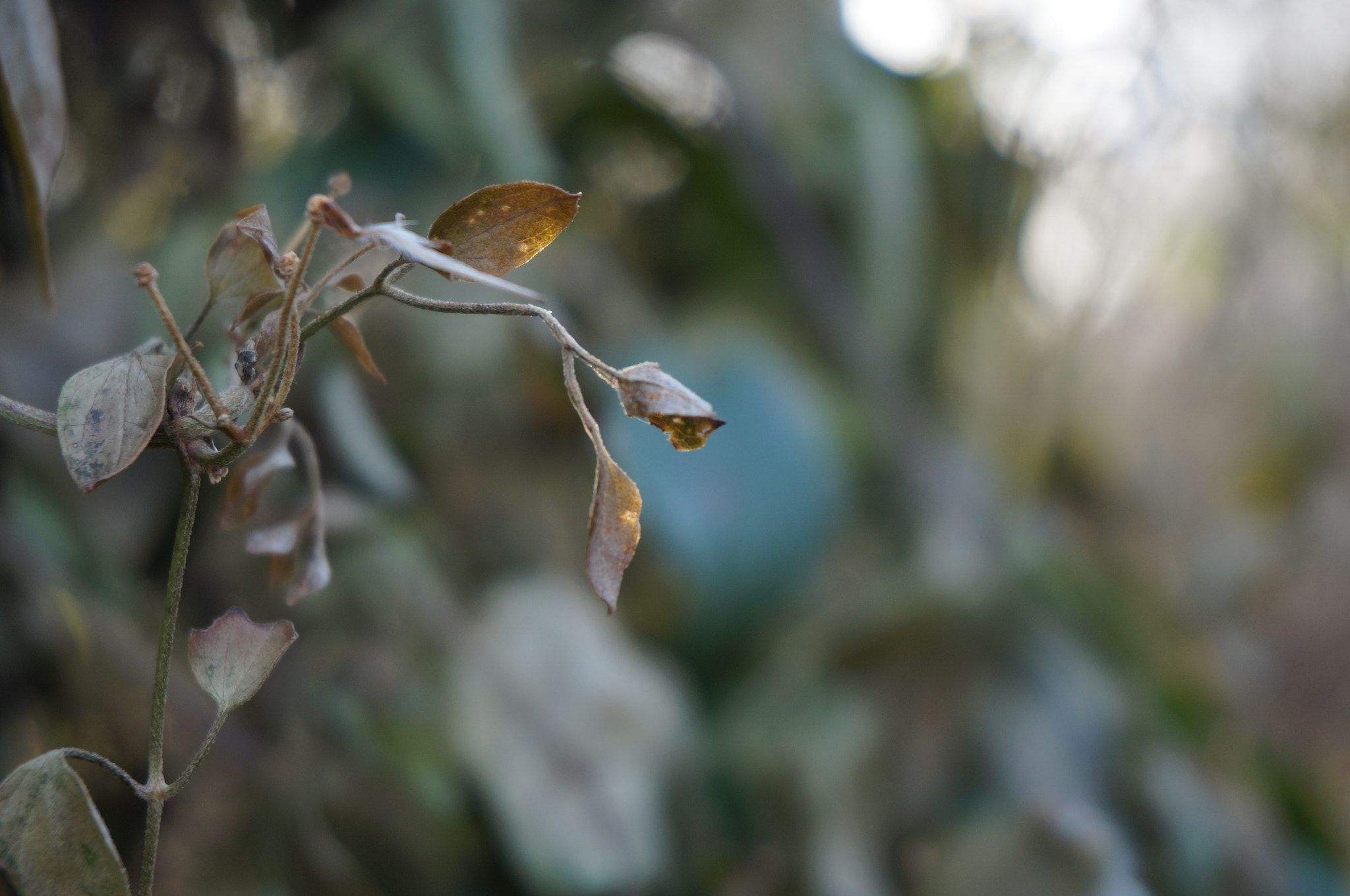 Sony Alpha NEX-3N sample photo. December leaves photography