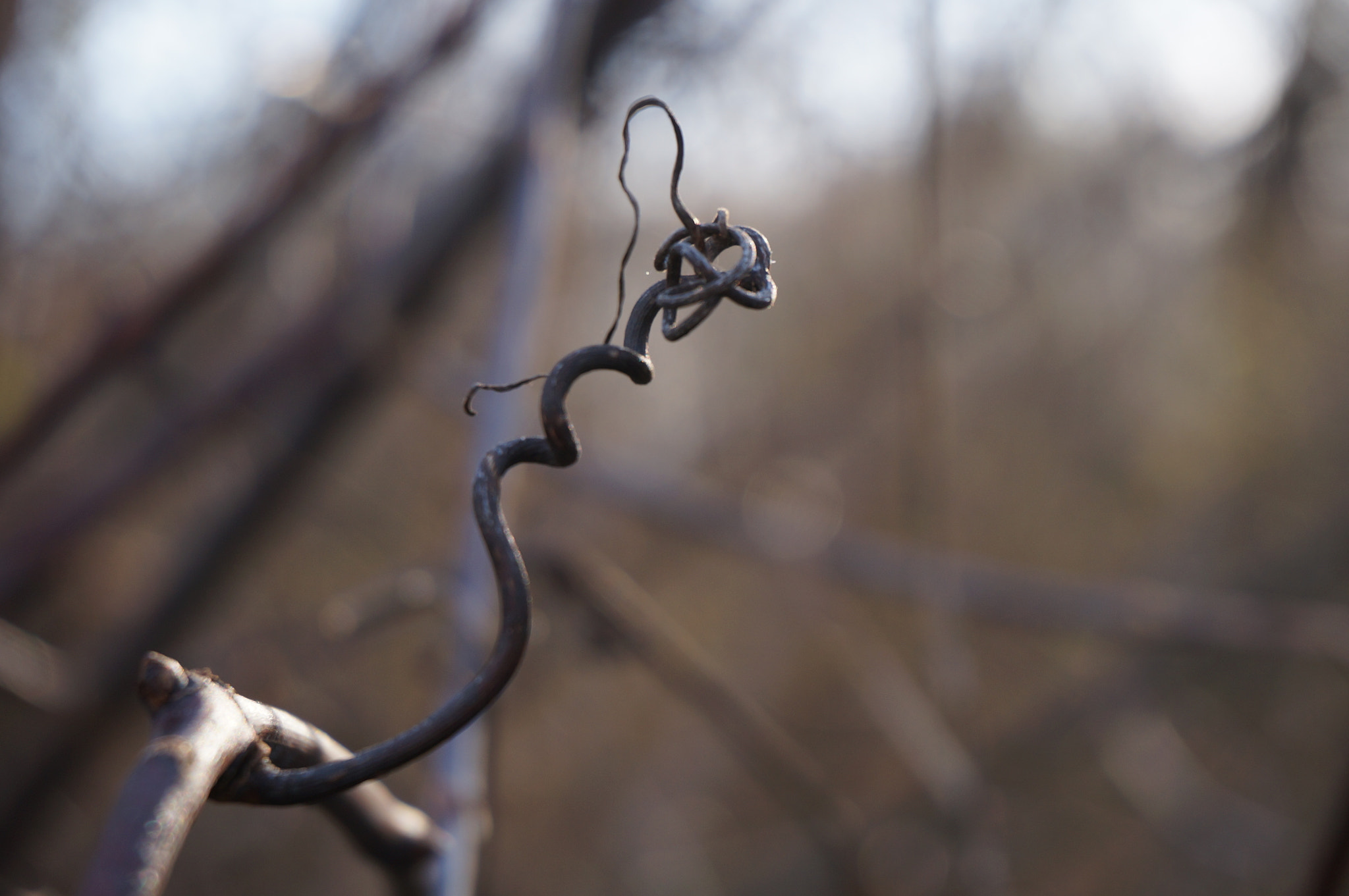 Sony Alpha NEX-3N sample photo. December vines photography