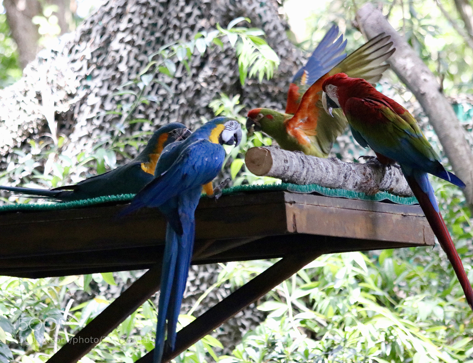 Canon EOS 80D sample photo. Macaws hangout photography