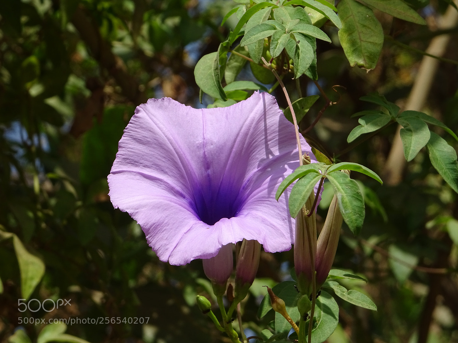 Sony DSC-HX60V sample photo. Flowers  -1 photography