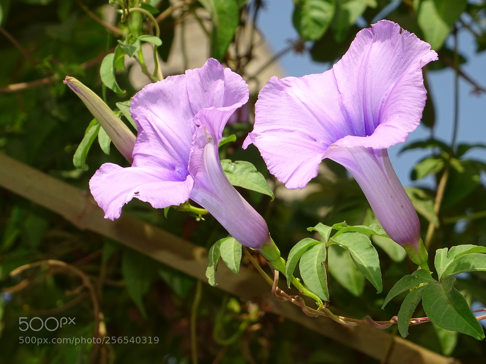 Sony DSC-HX60V sample photo. Flowers - 2 photography