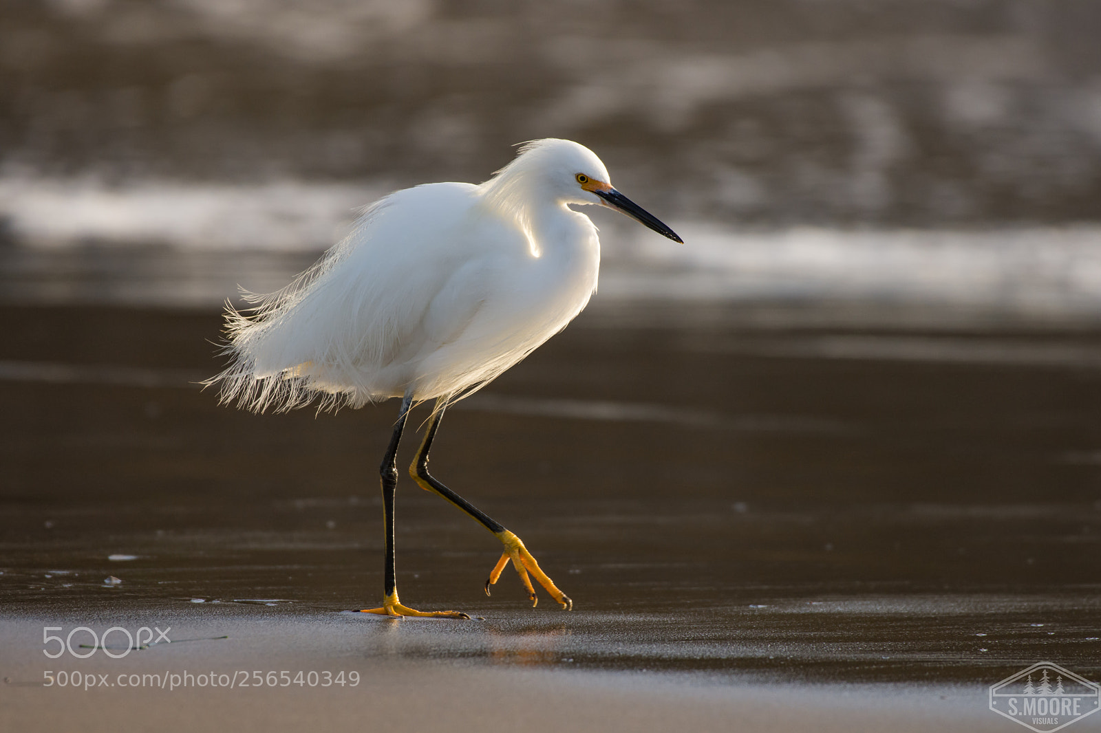 Nikon D7200 sample photo. Snowy egret photography