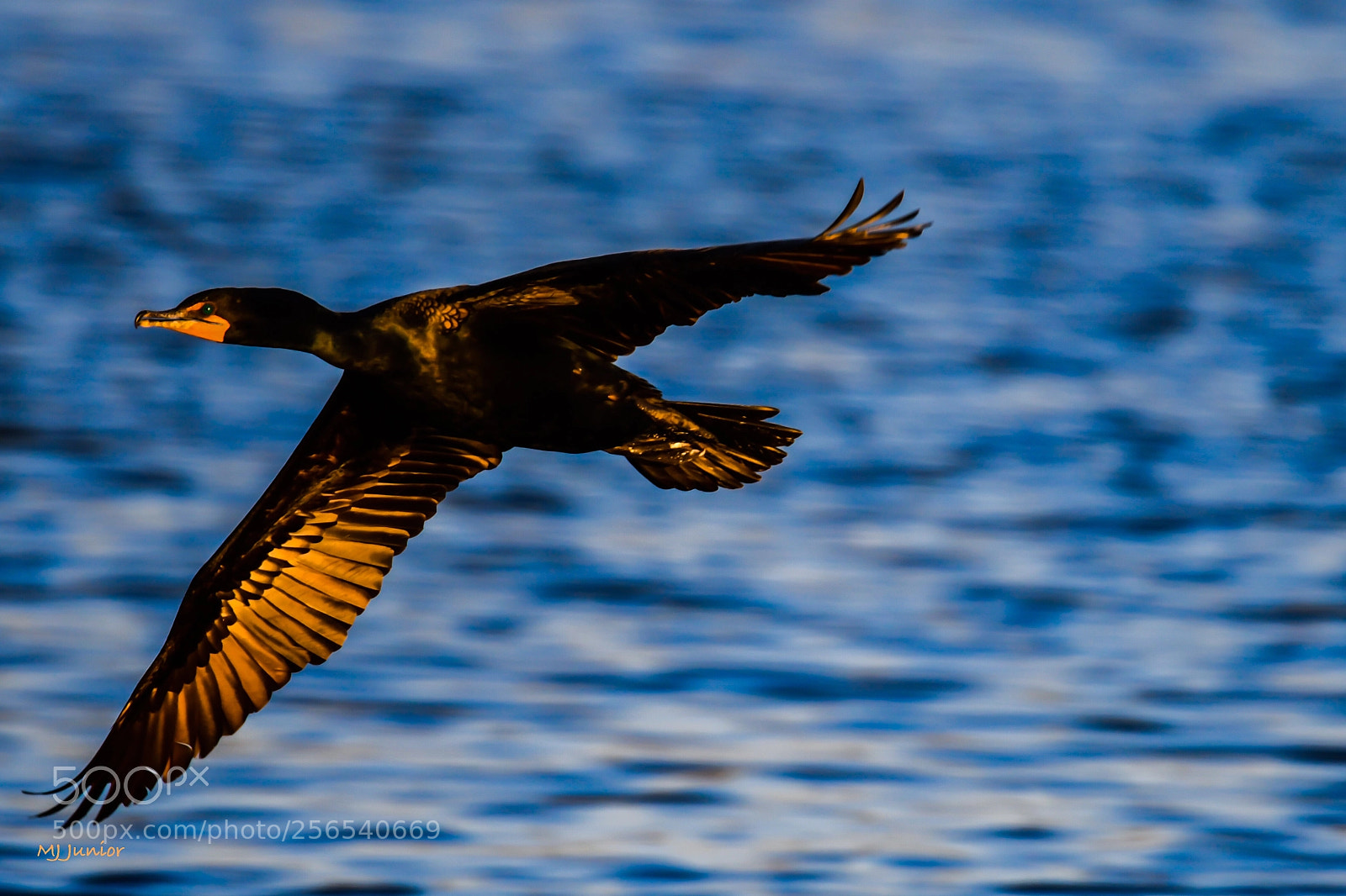 Nikon D7500 sample photo. Double crested cormorant 0002 photography