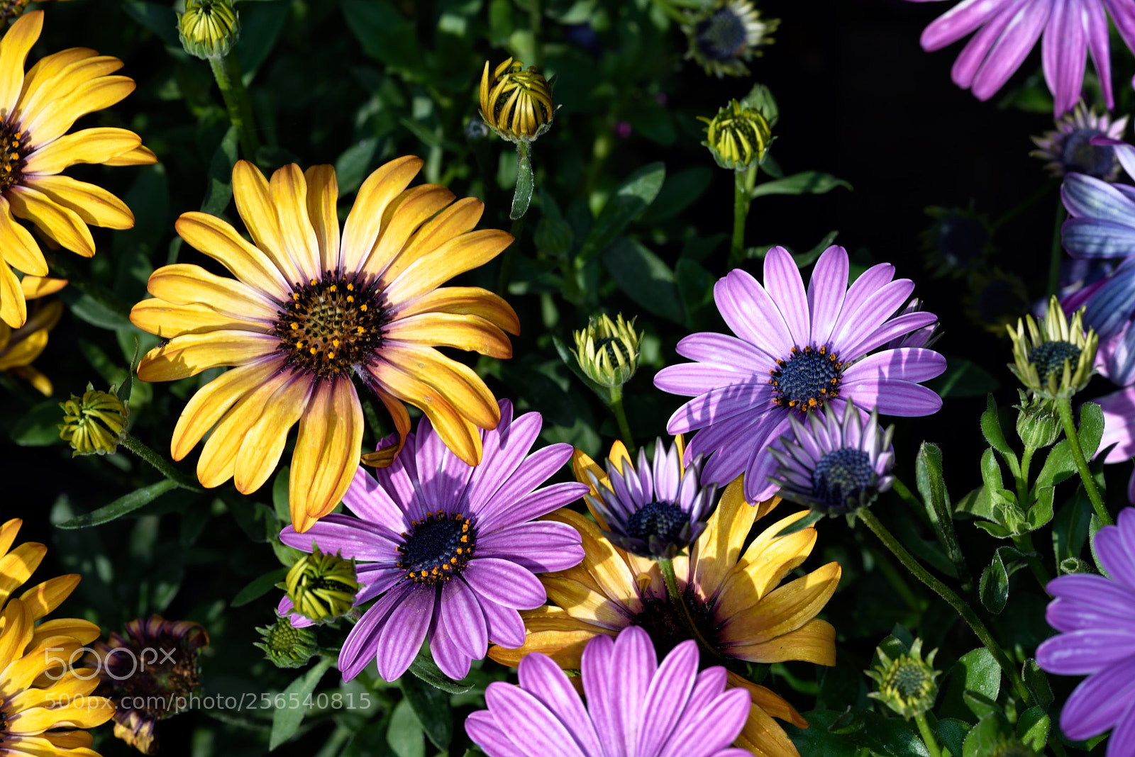 Nikon D810 sample photo. Colors of spring photography