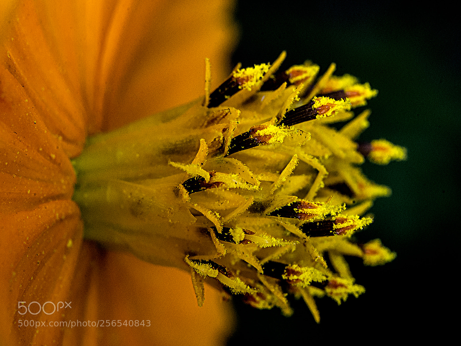 Nikon D610 sample photo. Copiar photography