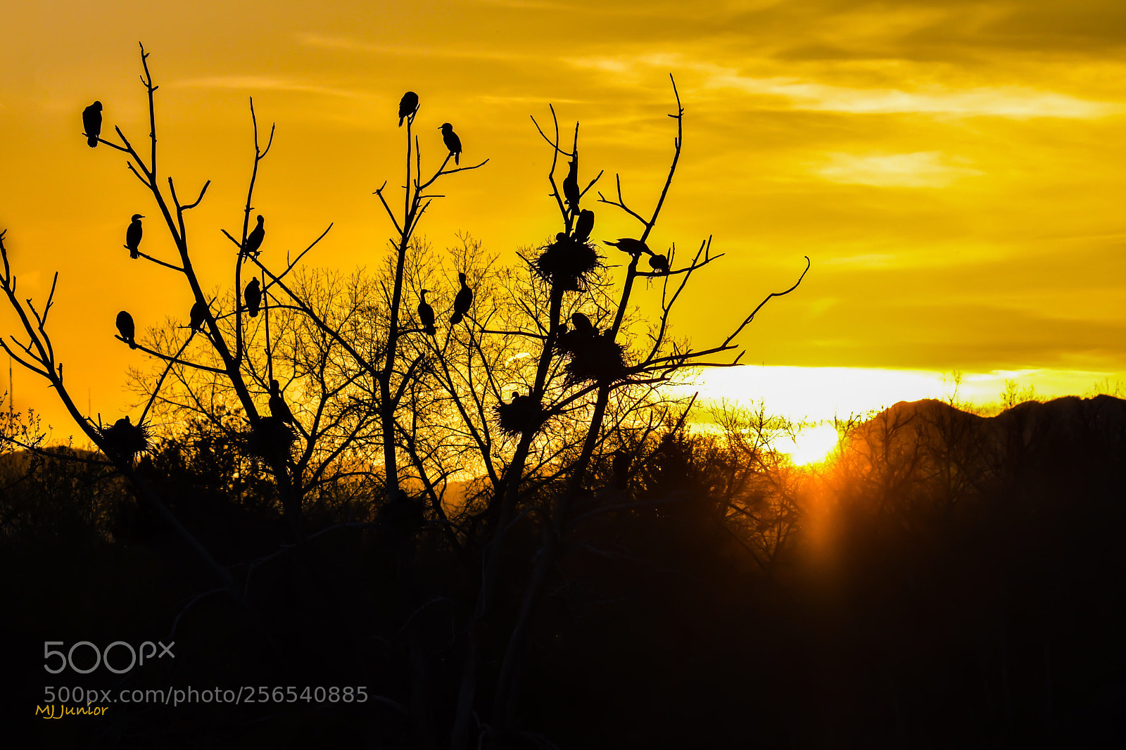 Nikon D7500 sample photo. Golden nest... photography