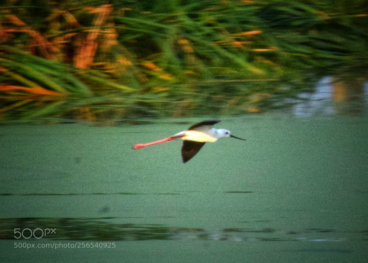 Nikon D3300 sample photo. Flypast of the stilt photography