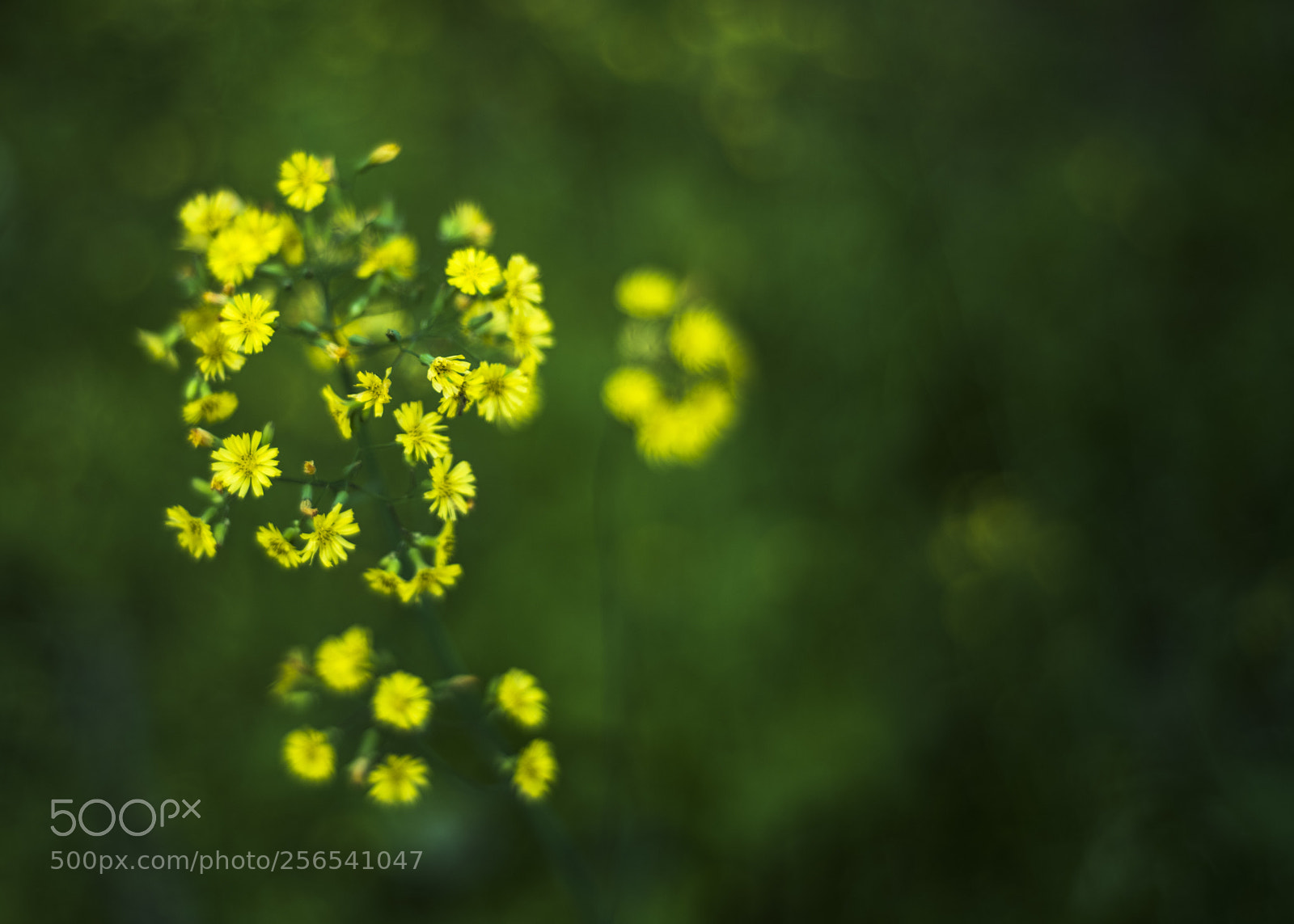 Nikon D810 sample photo. Thank sincerely  no.5 photography