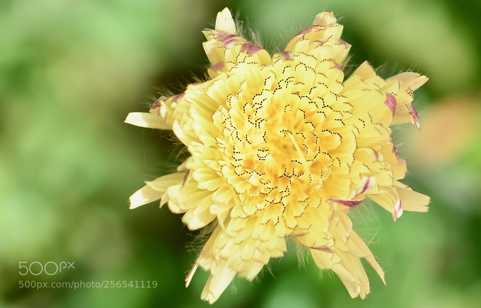 Nikon D7100 sample photo. Flower photography