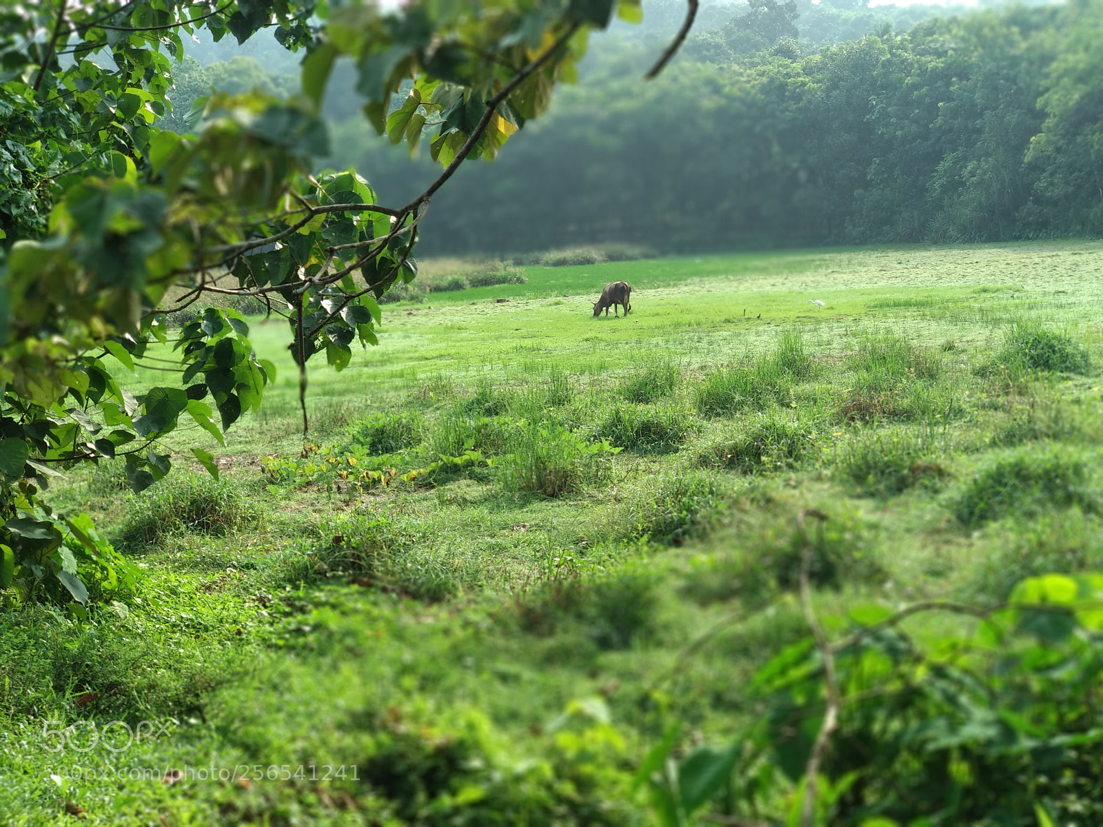 Xiaomi Mi A1 sample photo. God's own country! photography