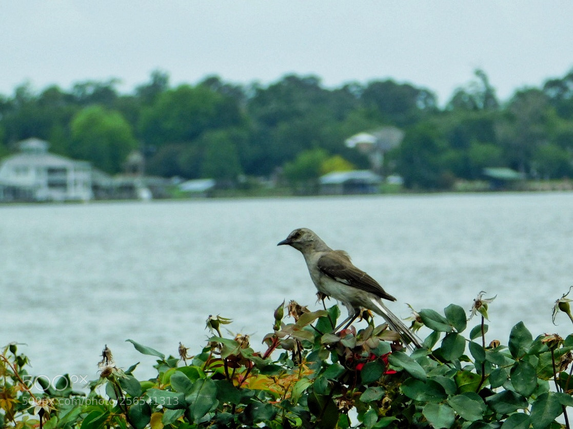 Nikon Coolpix B500 sample photo. Bird in the bush photography