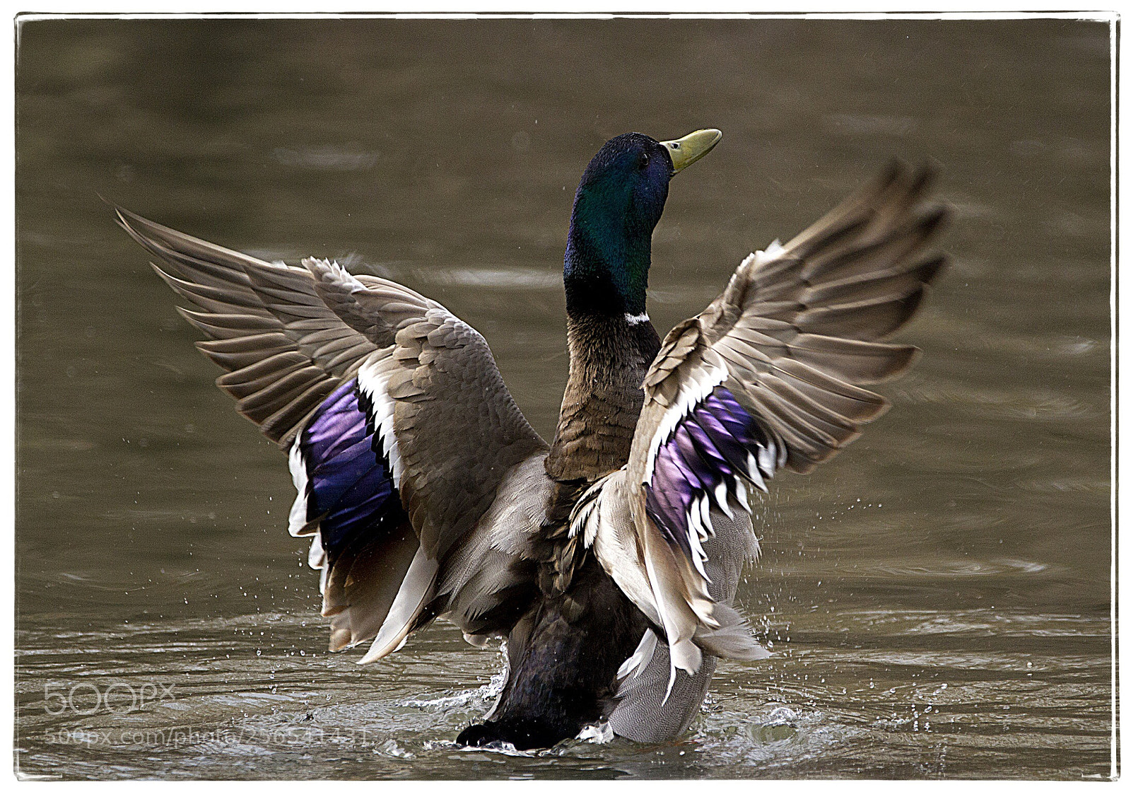 Canon EOS 7D sample photo. Mallards magnificent wings. photography