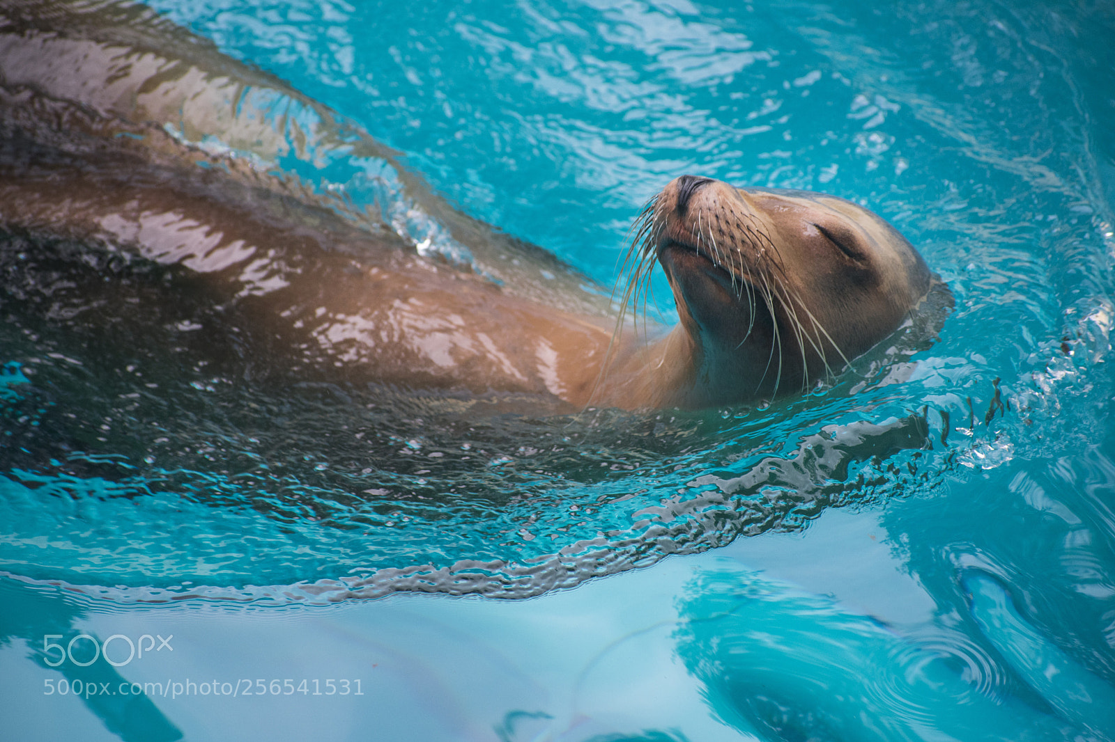 Nikon D3400 sample photo. Sea lion bliss photography