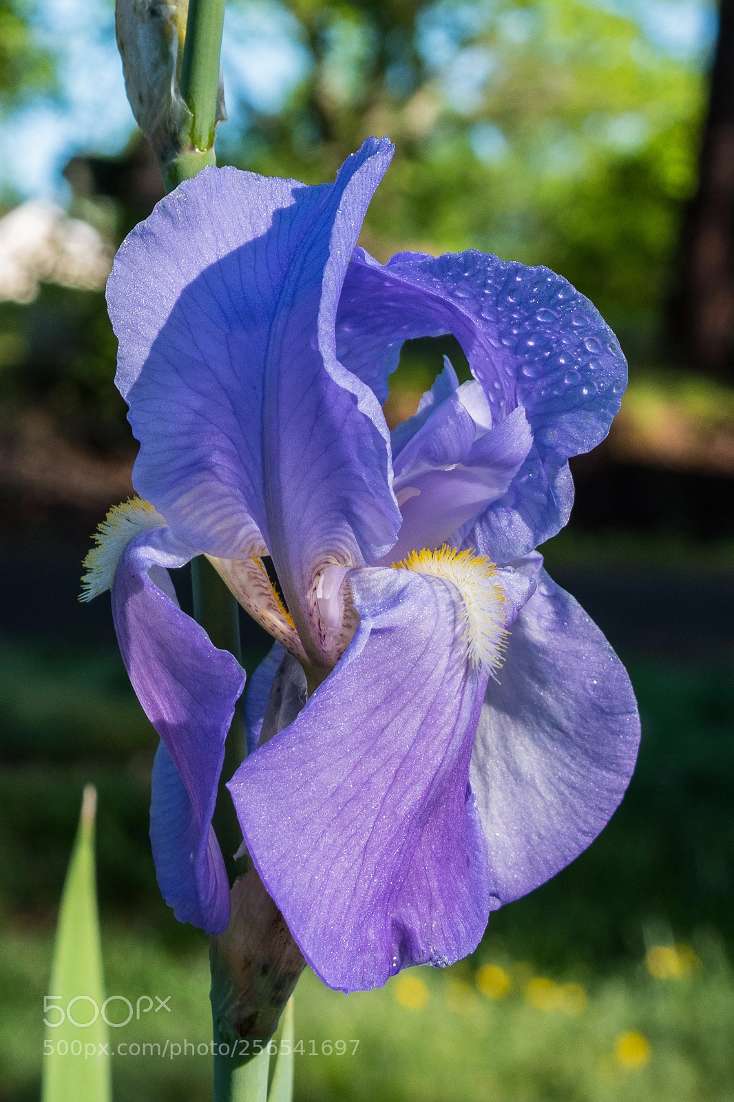 Nikon D5500 sample photo. Flowers (of ) photography