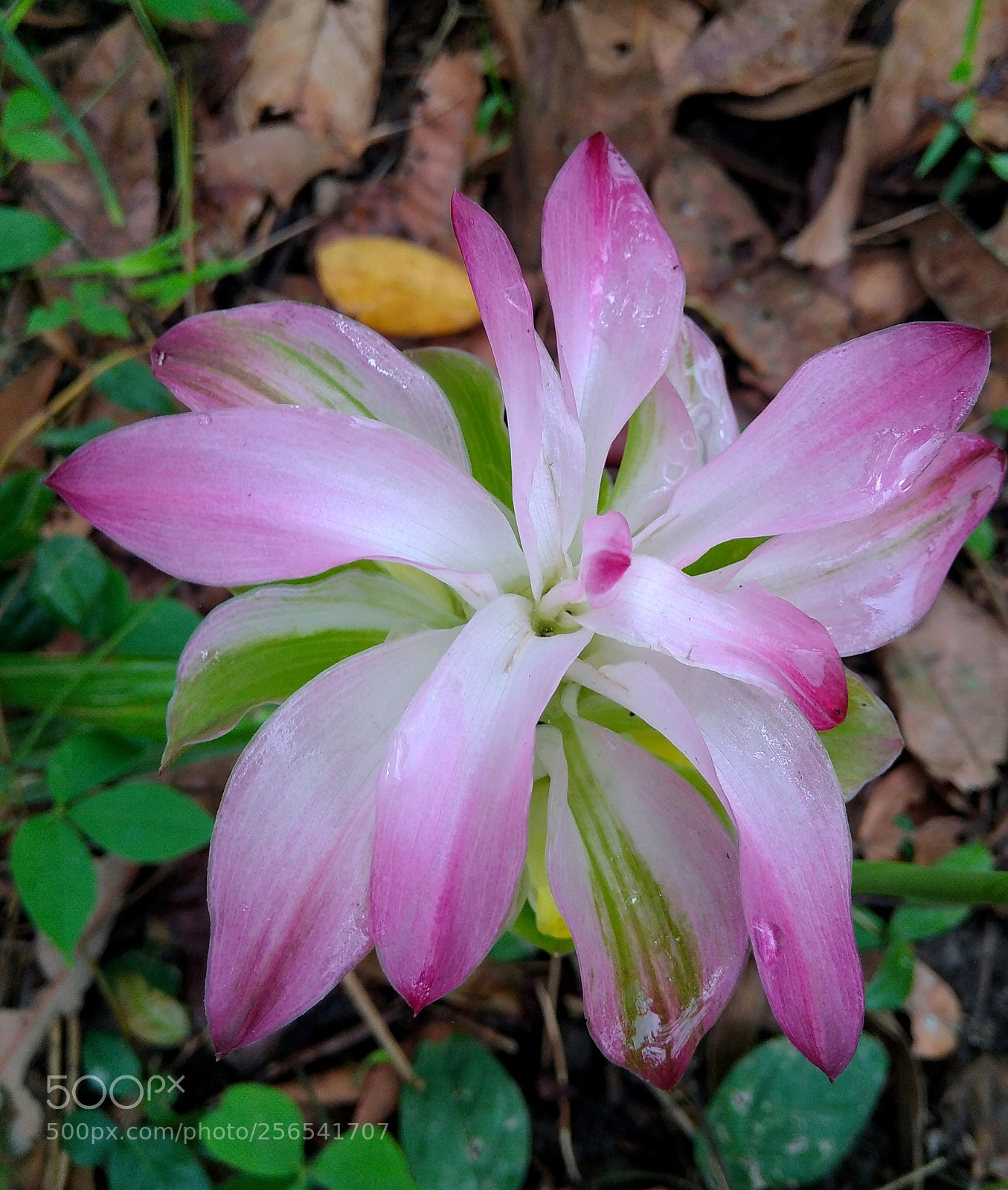 Xiaomi Redmi 4 Pro sample photo. Untitled_ photography