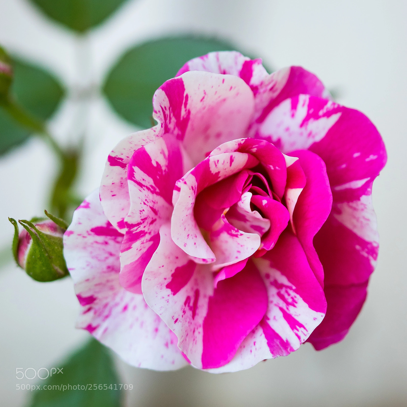 Nikon D5500 sample photo. Flowers (of ) photography