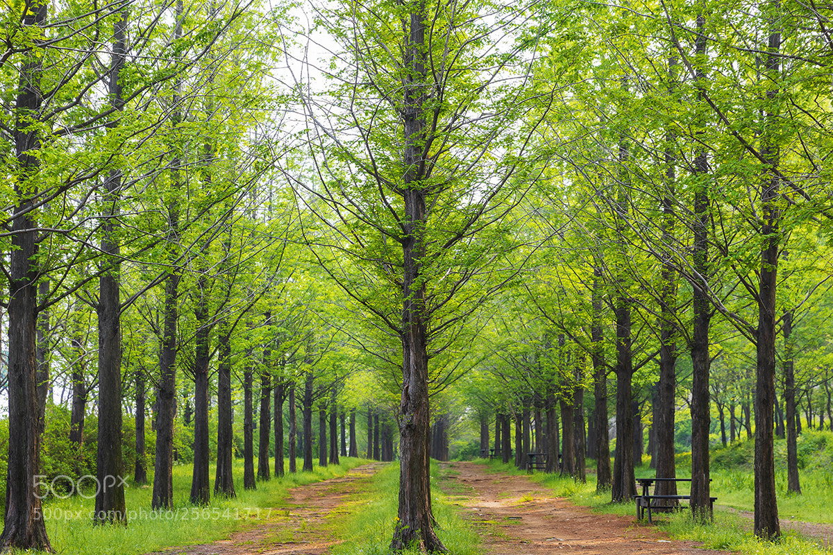 Canon EOS 5D Mark IV sample photo. Metasequoia photography