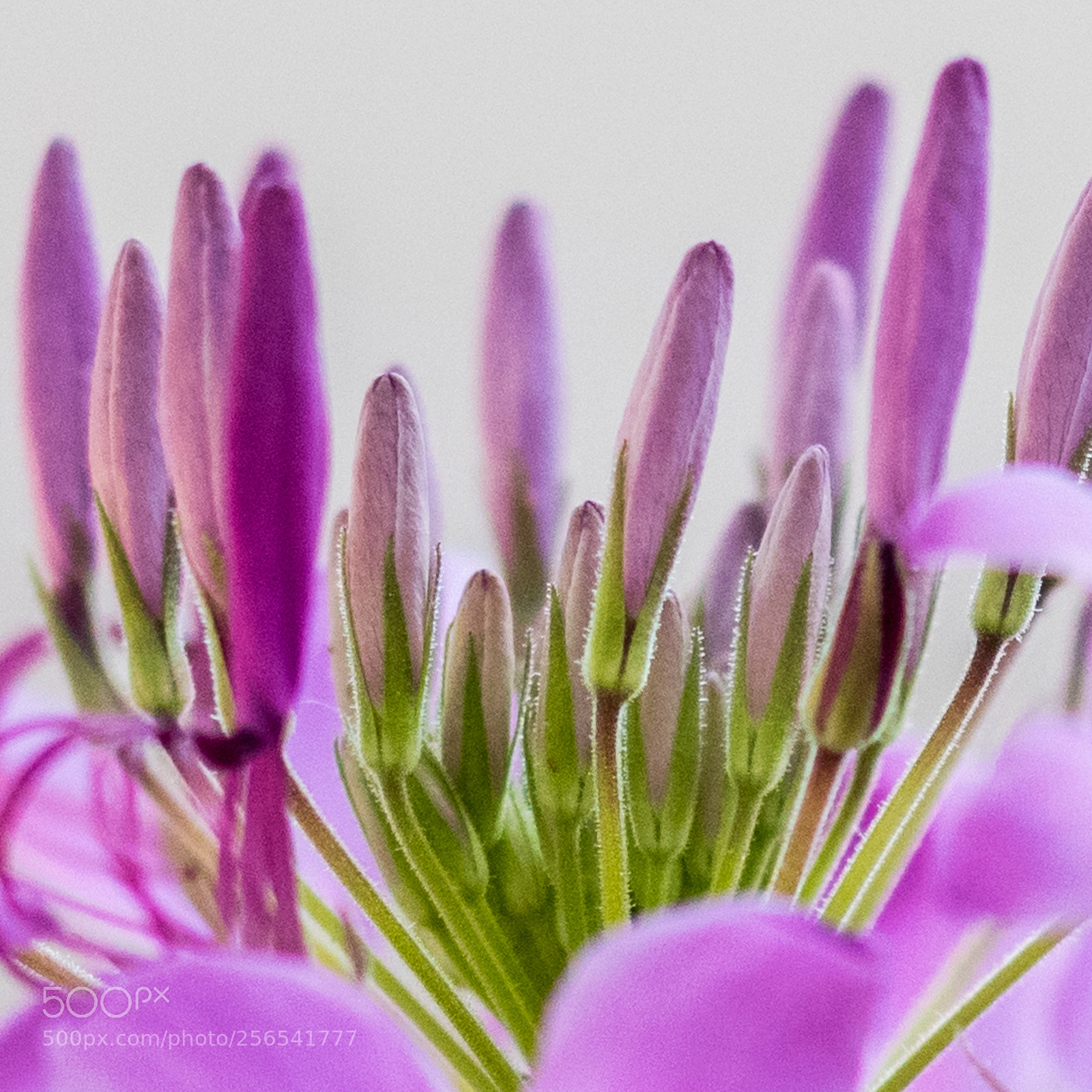 Nikon D5500 sample photo. Cleome macro (of ) photography