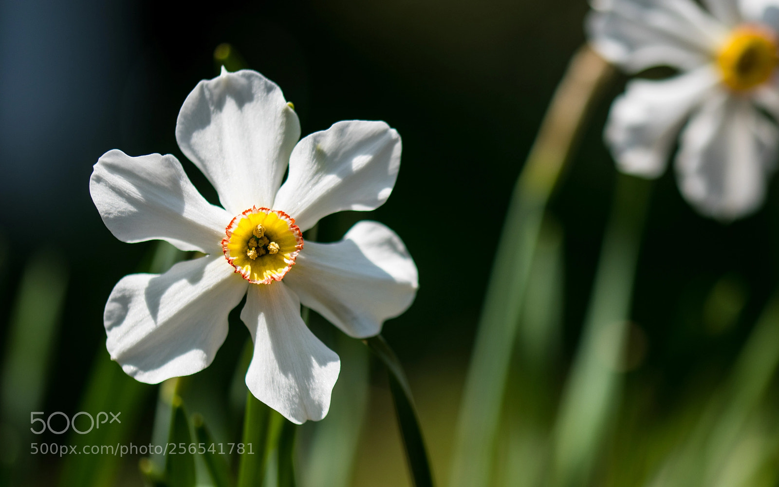 Nikon D5500 sample photo. Spring garden flowers (of ) photography