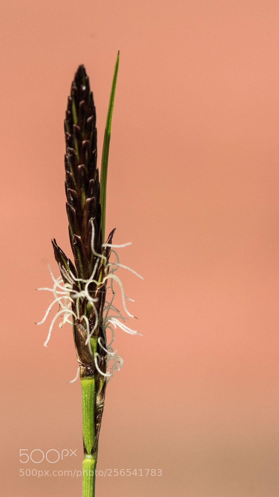 Nikon D5500 sample photo. Spring garden flowers (of ) photography