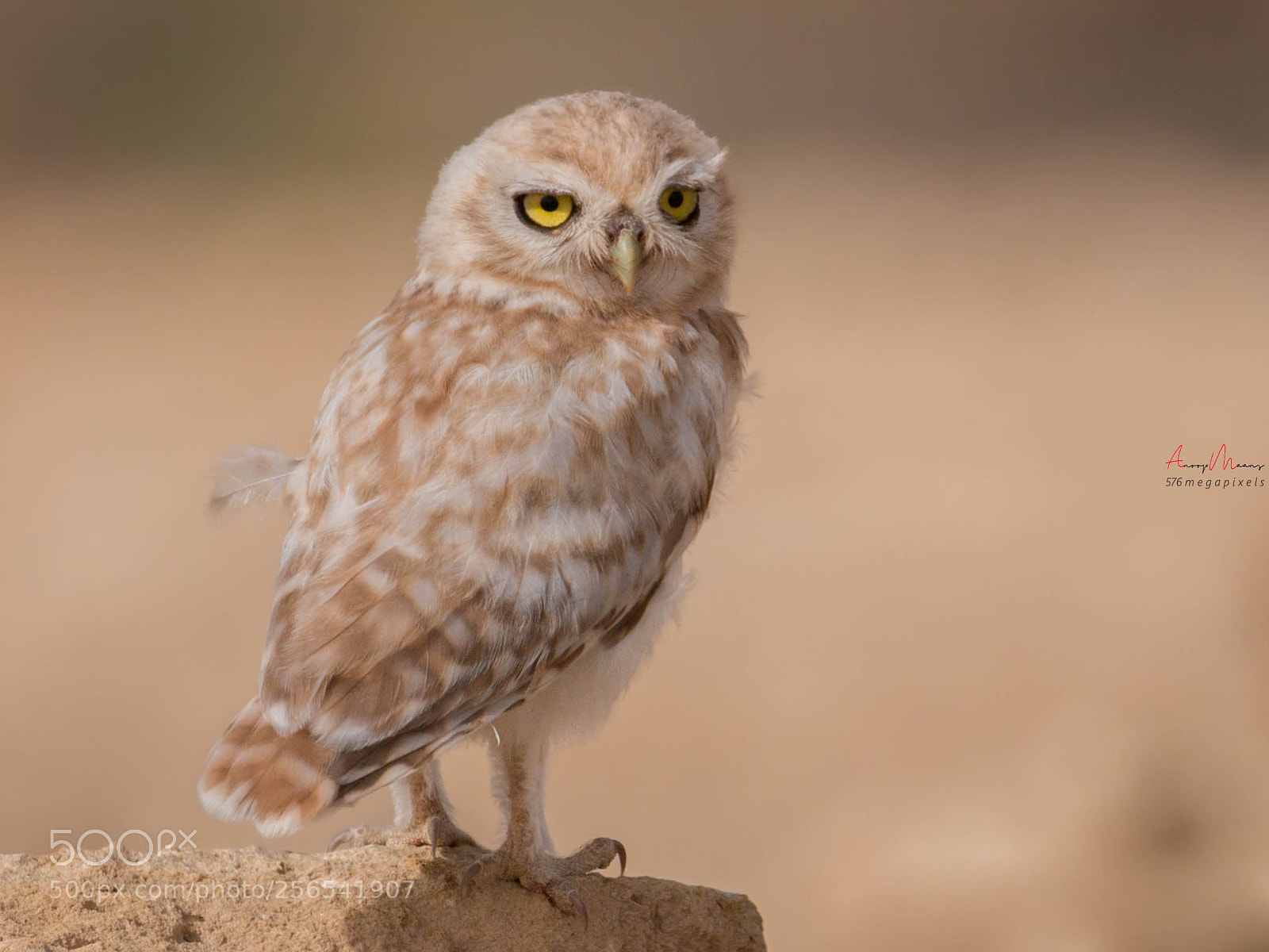 Canon EOS 70D sample photo. Lilith owlet photography